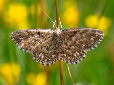 Donkere prachtstipspanner, Scopula immorata.jpg